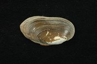 藏品(石蚌)的圖片